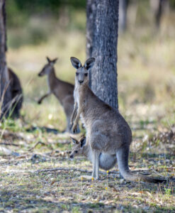 Housing for humans, is development hurting kangaroo populations?