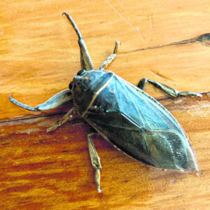 The Beauty of Life – the Electric Light Bug