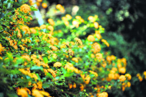 Environment projects share in $104,000 funds