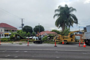 Storm damage fells jacaranda in Boonah