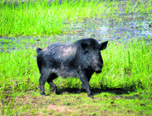 $1.9M to help Queensland farmers tackle feral pigs, navua sedge