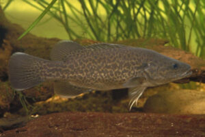 Fingerlings to help Mary River Cod fight back