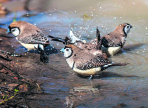 Views from within closed borders: A passion rewarded in colour & rarity