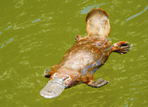 Innovative to transformative: $30M to fund SEQ waterway projects