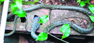 The Beauty of Life – a Head in a Hole