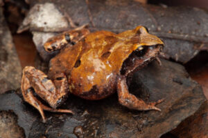 New frog sings first song in public