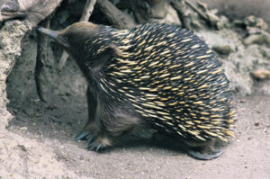 Drivers asked to keep an eye out for puggles, as echidnas breed