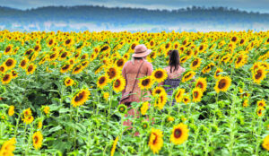 A-mazed among the sunflowers