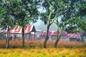 The Beauty of Life – Dead Sheds