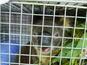 Wildlife care, how to help the hurt and hit