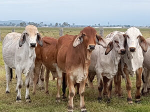 Tail hair test tell for future cattle performance