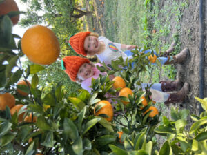 Citrus for a century, the sweet life of Gayndah’s orchardists