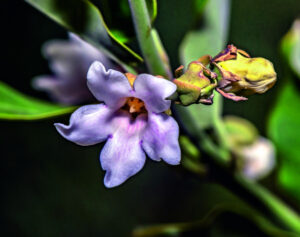 What weed is that? A strangling vine