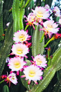 Nursery night blooms point to severe flood event