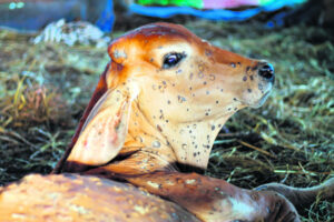 Action plan hopes to halt potential incursions