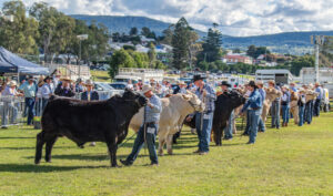 Battle of the Sexes on again in Stud Beef section