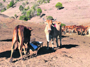 Why eating Y-bone steaks helps regenerative graziers survive the dry