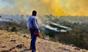 Fire officials blocked crucial backburn that may have saved Binna Burra