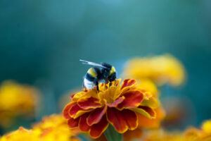 Life through the eyes of an insect