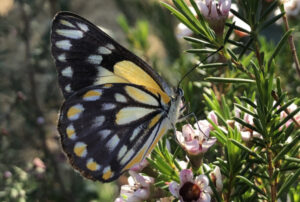 Caper white butterfly migration underway