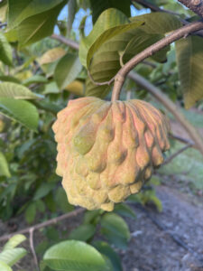 Branding a new variety adds a commercial edge