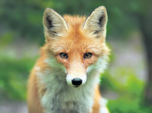 Roadkill collectors keep bitumen clear