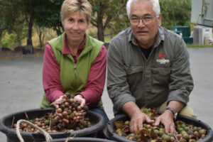 Canungra couple are nuts about macadamia farming