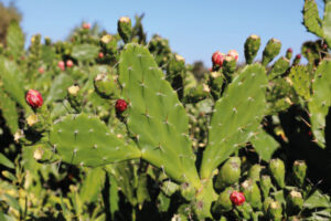 Authorities seized 1673 restricted cacti last year. Here are the top five