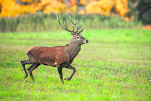 Action plan hope for lower feral deer numbers