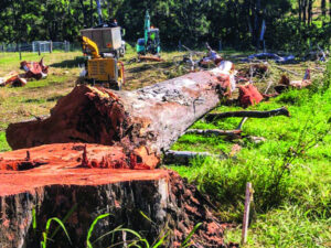 Giant gums felled at Cainbable