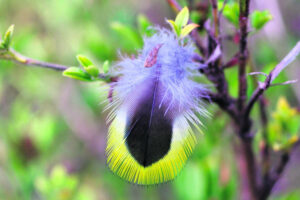 The Beauty of Life – The Federers