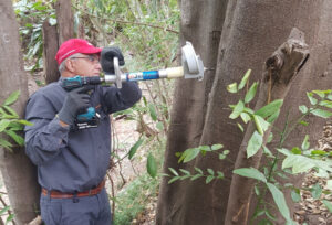 Pill technology to be trialled on invasive trees