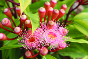 ‘It’s back!’ Rosewood native plant sale