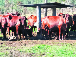High tech rain gauge trial – “better than an educated guess”