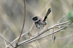 Spring peeks out from behind the drought’s curtains