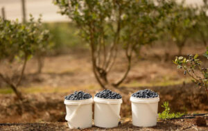 Berry bushes and the blueberry blues