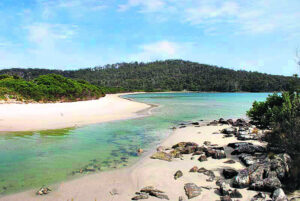 The Beauty of Life – The French Savants