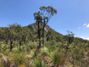 Some of the best hikes in the Scenic Rim
