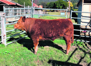 Mt Alford steer wins heavyweight Ekka prize