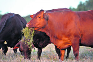 ‘National, unified and influential voice’ to represent Australian cattle graziers