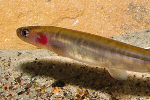 Rescue operation to save rare fish from The Head creek