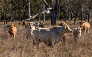 Ticks cost graziers millions in lost production