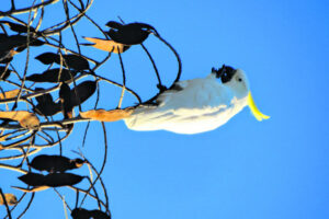 Rehabilitating injured and sick native birds is Ivan’s specialty