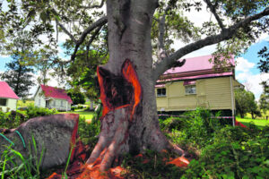 Old-growth fig ‘felled’ by a rotting fungus