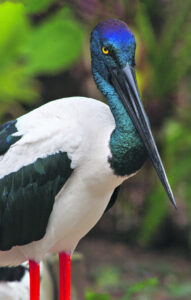 RETURN OF THE CENTURY