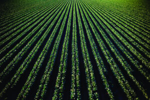 Crop production figures on the up