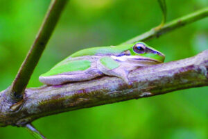 The Beauty of Life – Fallacious Frogs