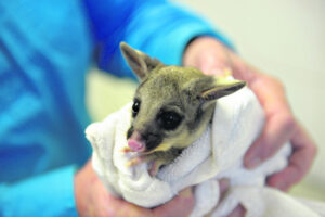 A chimney ‘Santa slide’ and baby possum antics