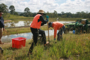 Fire ant outbreak in Scenic Rim could be ‘worst nightmare’ scenario