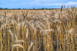 Carbon markets tipped as opportunity for grain growers, yet to impact on the ground